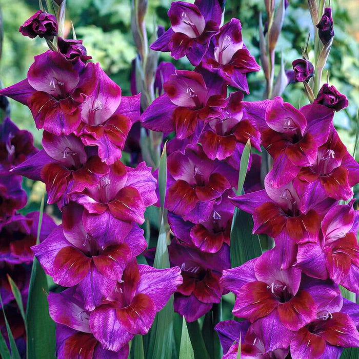 Bulbi de Gladiole "Velvet Eyes", 5 Bucati