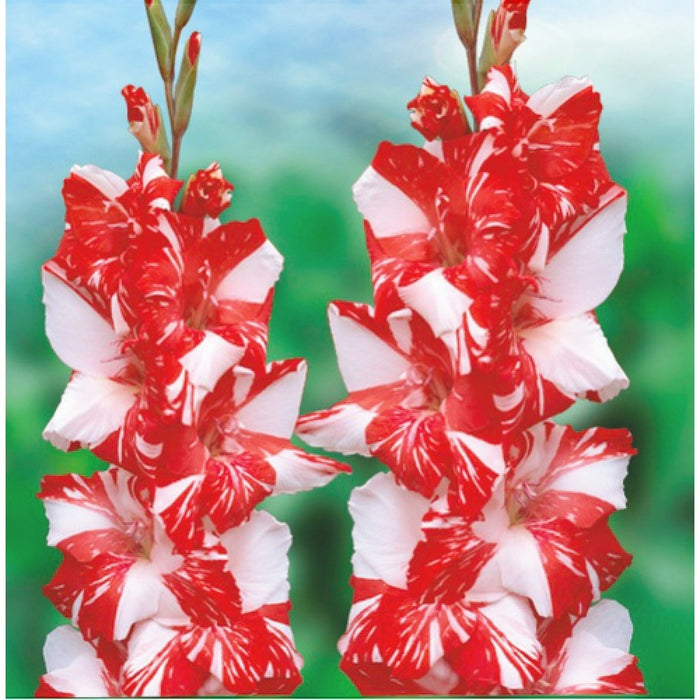 Bulbi de Gladiole "Zizanie", 5 Bucati