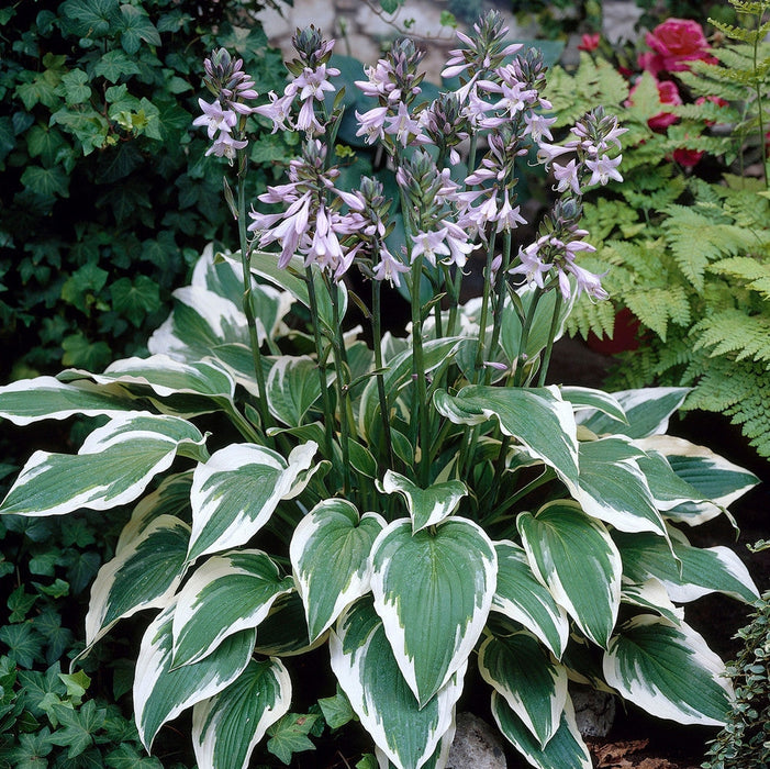 Bulbi de Hosta "Antioch", 1 Bucata