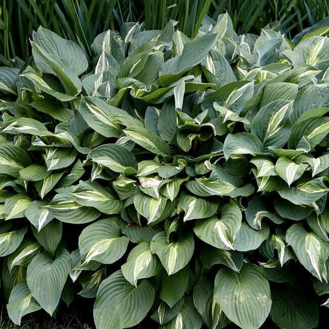 Bulbi de Hosta "Snake Eyes", 1 Bucata