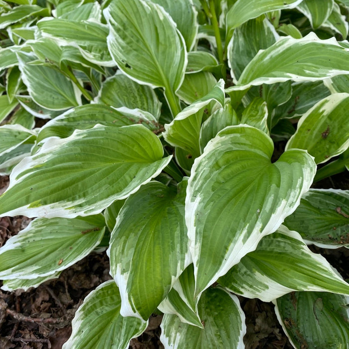 Bulbi de Hosta "Und. Albomarginata", 1 Bucata
