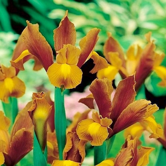 Bulbi de Iris "Bronze Queen", 3 Bucati