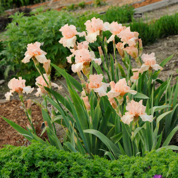 Bulbi de Iris Germanica "Beverly Sills", 1 Bucata