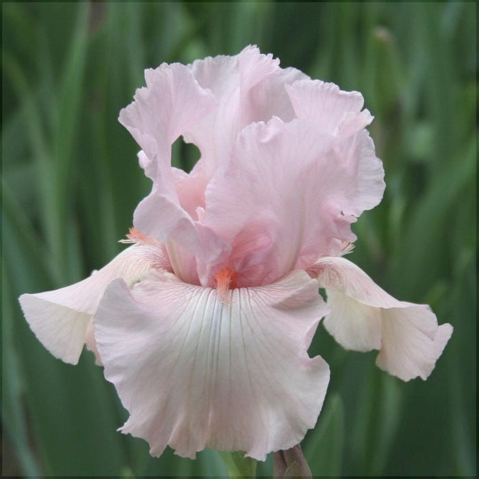 Bulbi de Iris Germanica "Vanity", 1 Bucata