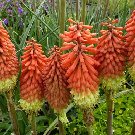 Bulbi de Kniphofia "Royal Standard", Crinul Faclie, 1 Bucata la ghiveci