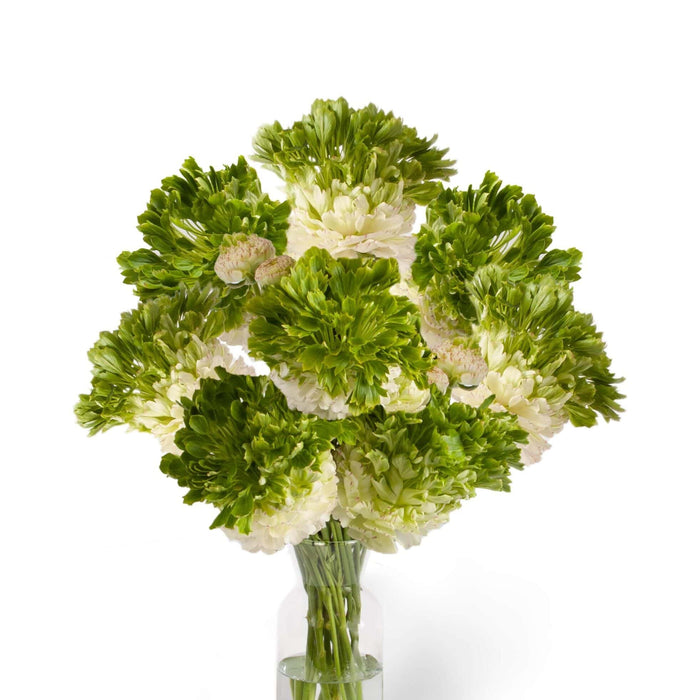 Bulbi de Ranunculus "Crown Giverny", 5 bulbi per pachet
