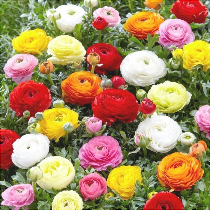 Bulbi de Ranunculus "Paeony Flowering", 5 Bucata