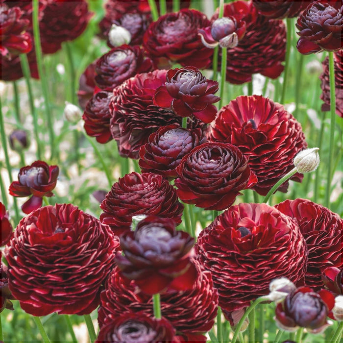 Bulbi de Ranunculus "Perigord", 5 Bucati