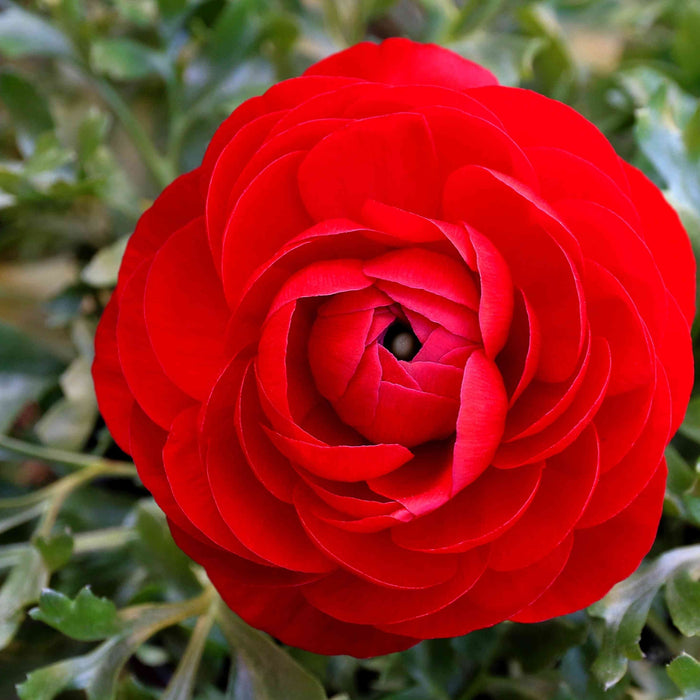 Bulbi de Ranunculus, Rosii, 5 Bucata