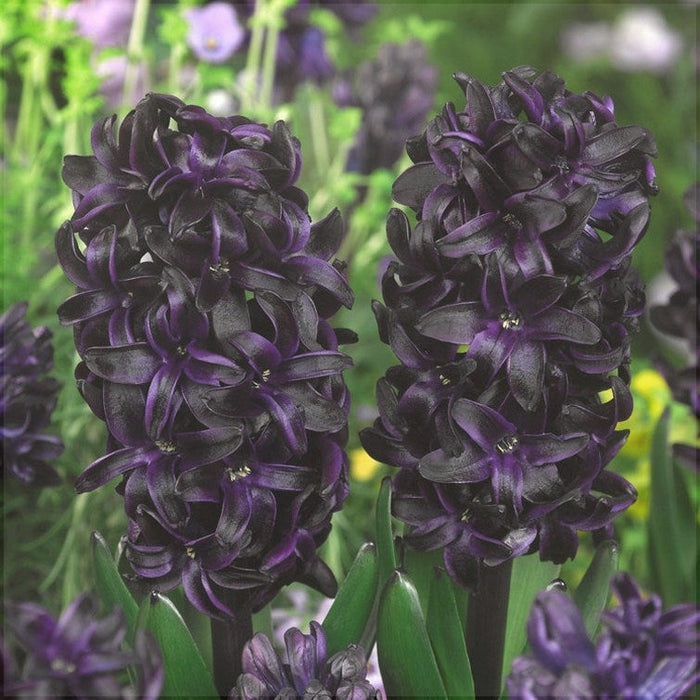Bulbi de Zambile "Midnight Mystique", 2 Bucati