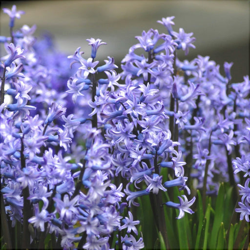 Bulbi de Zambile "Multiflora Blue", 2 Bucati