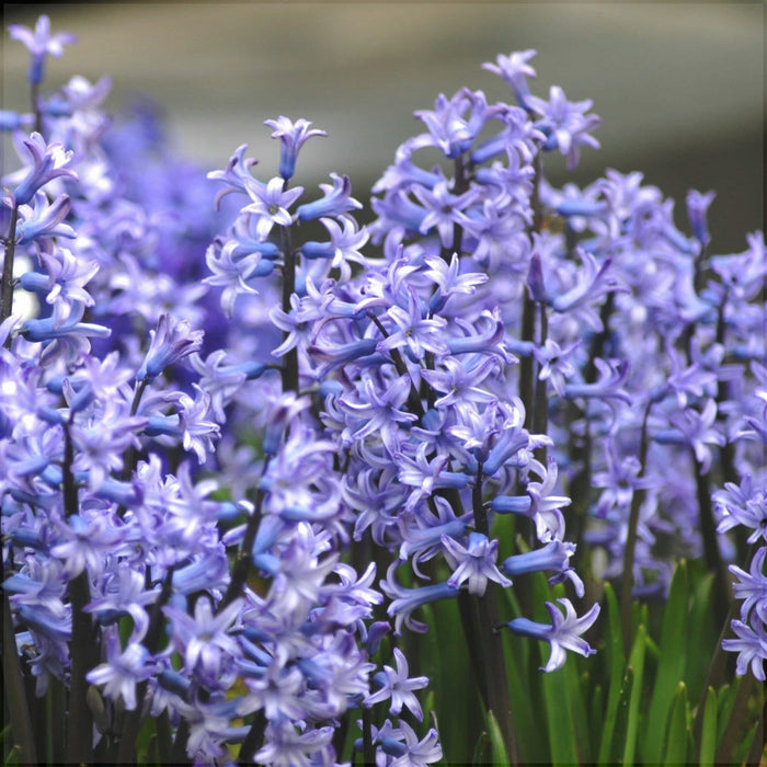 Bulbi de Zambile "Multiflora Blue", 2 Bucati