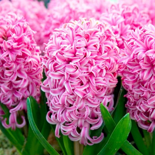 Bulbi de Zambile "Pink Pearl", 2 Bucati