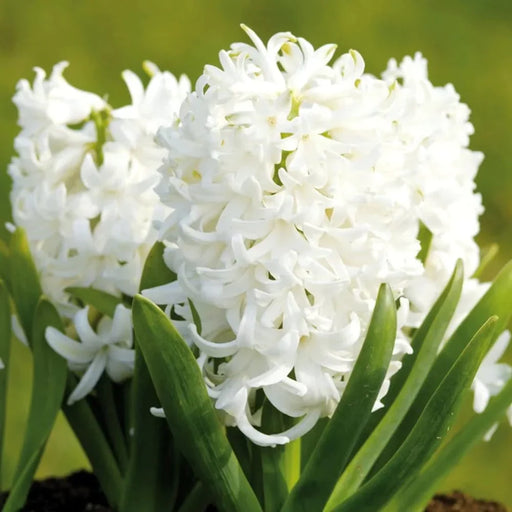 Bulbi de Zambile "White Pearl", 2 Bucati