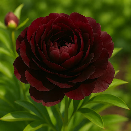 Bulbi de Bujor Black Beauty