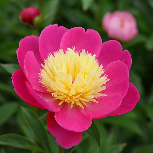 Bulbi de Bujor Bowl of Beauty