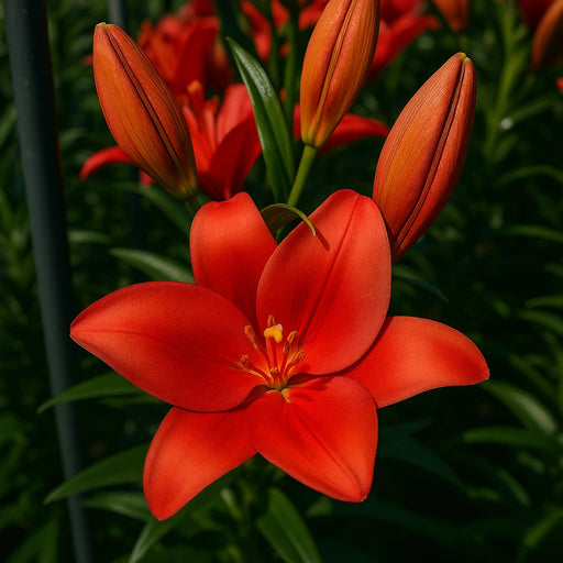 Bulbi de Crini Bradano