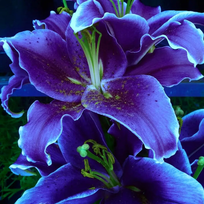 Bulbi de Crini Hybrid Blue Dance