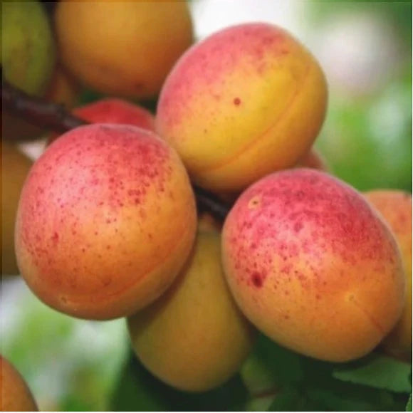 Cais "Olimp", Anul 2, 1 Bucata