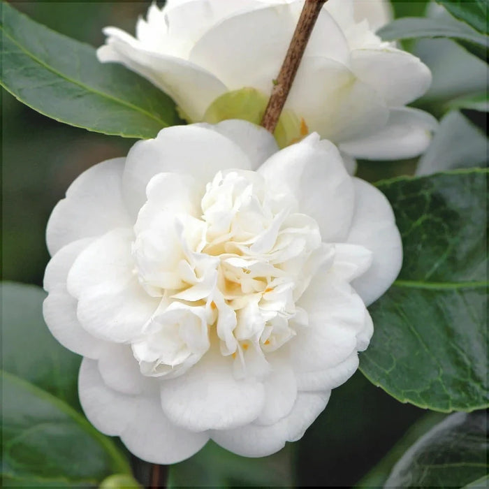 Camellia "Japonica", Alb