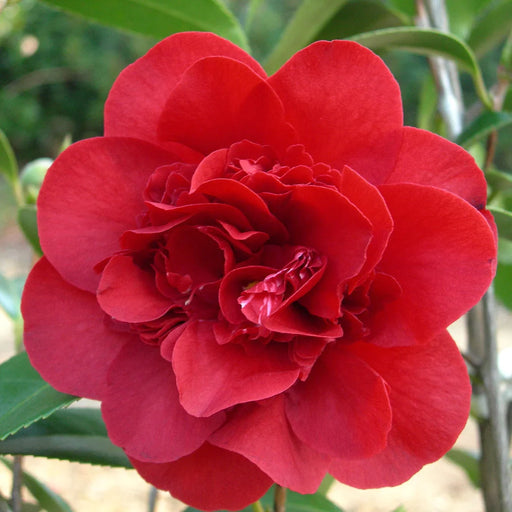 Camellia "Japonica", Rosie