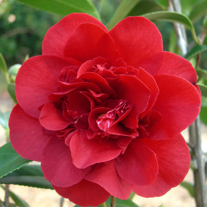 Camellia "Japonica", Rosie, la Ghiveci P9