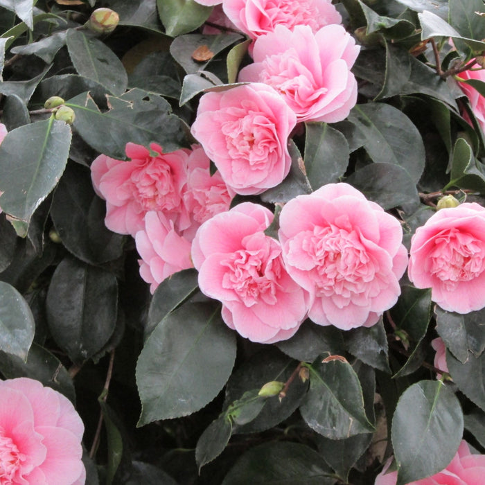 Camellia "Japonica", Roz, la Ghiveci P9