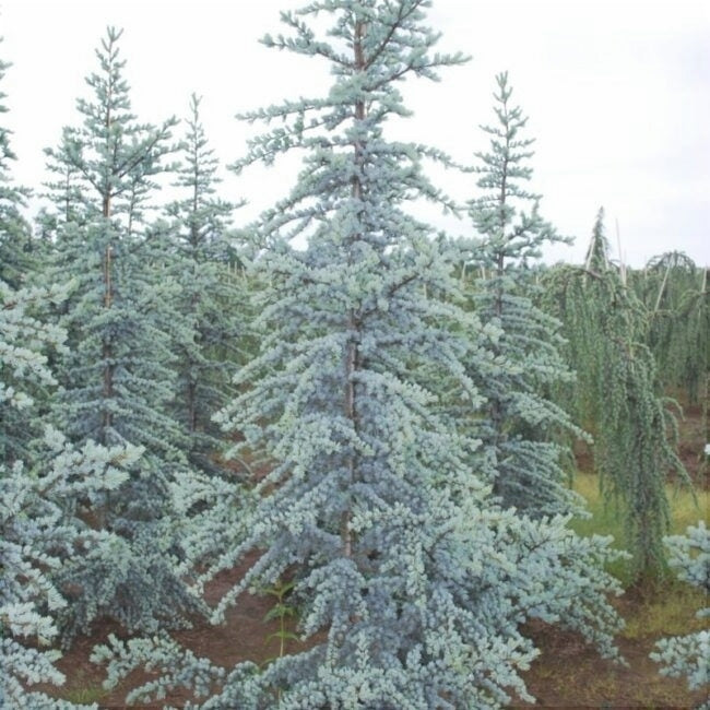 Cedru Argintiu "Cedrus Atlantica Glauca", 230 cm, la Ghiveci de 45L, 1 Bucata
