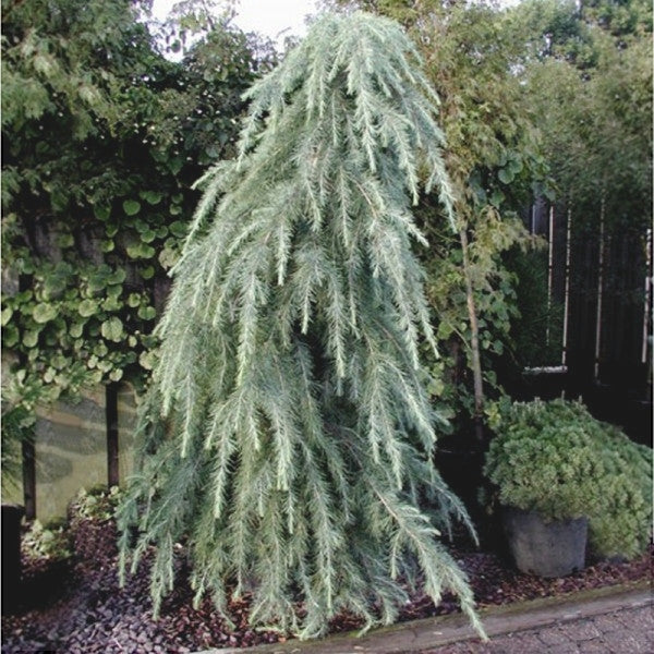 Cedru Argintiu "Plangator", 250 - 300cm , la Ghiveci de 90L, 1 Bucata