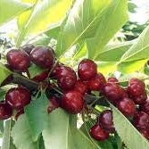 Cires "Sweet Lorenz"