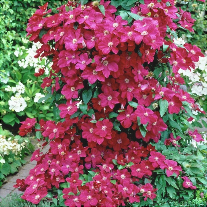 Clematis "Kardynal" la Ghiveci, 1 Bucata