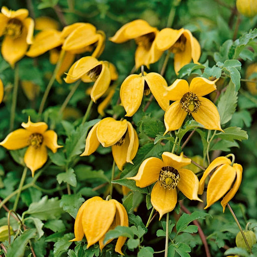 Clematis "Tangutica" la Ghiveci, 1 Bucata, 120 cm