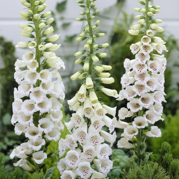 Digitalis, Alb, la Ghiveci de 3L, 1 Bucata