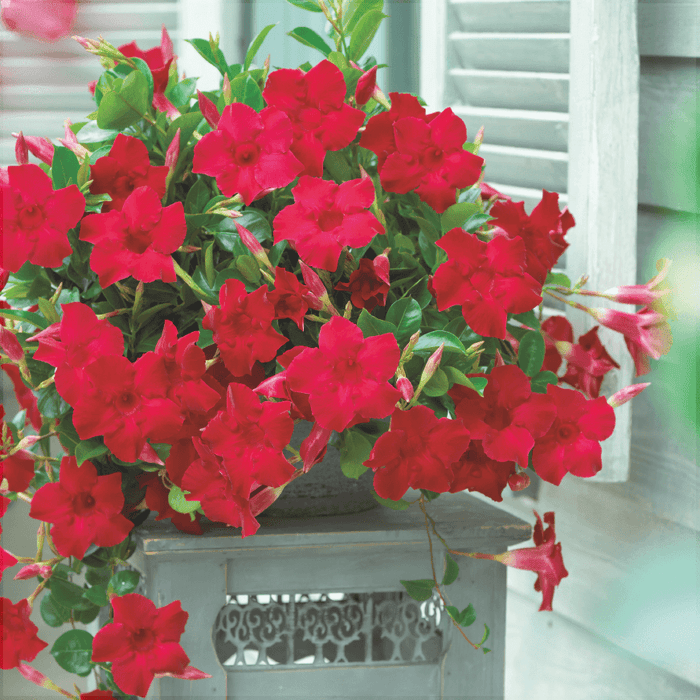 Dipladenia Rosie in Ghiveci, 1 Bucata