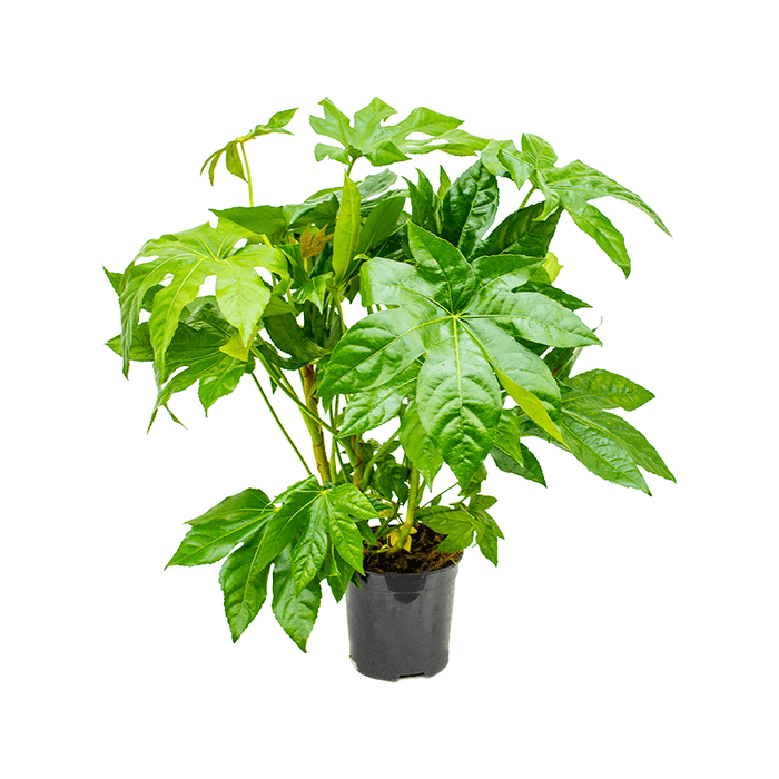Fatsia Japonica, la Ghiveci de 3L, 1 Bucata