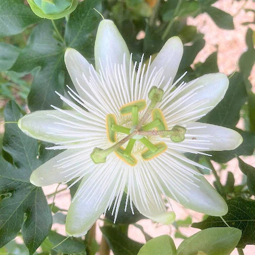 Floarea Pasiunii "Passiflora", Alba
