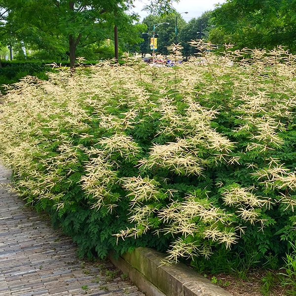 Aruncus Horatio , Barba Caprei , 1 bucata