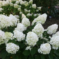 Hortensia Arbustiva Paniculata "Silver Dollar"