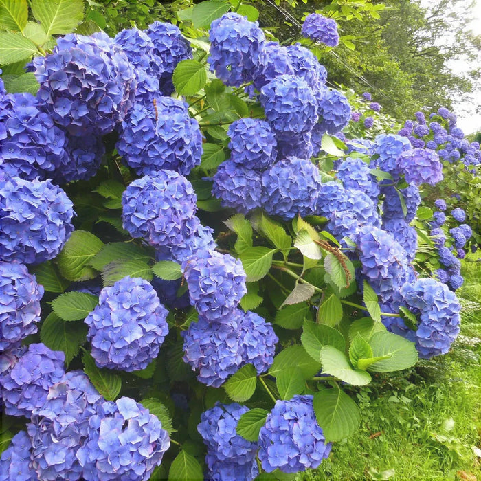 Hortensia "Endless Summer" ,la ghiveci P9
