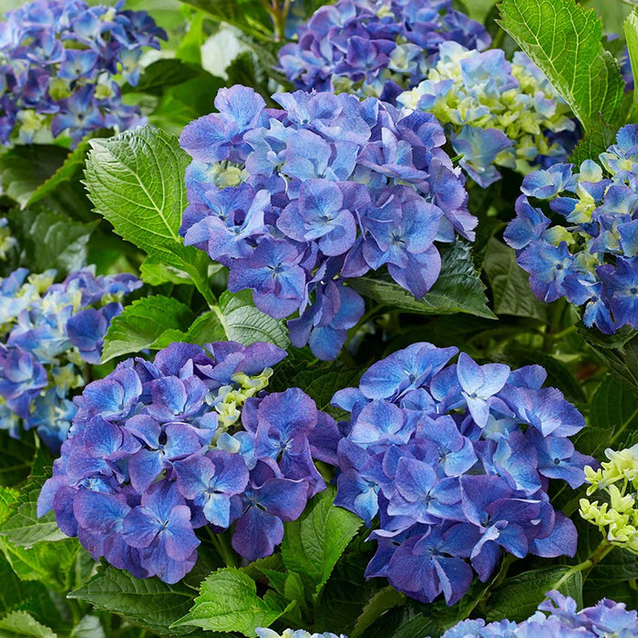 Hortensia "Hydrangea Macrophylla Blue", la Ghiveci de 10L, 60-80 cm