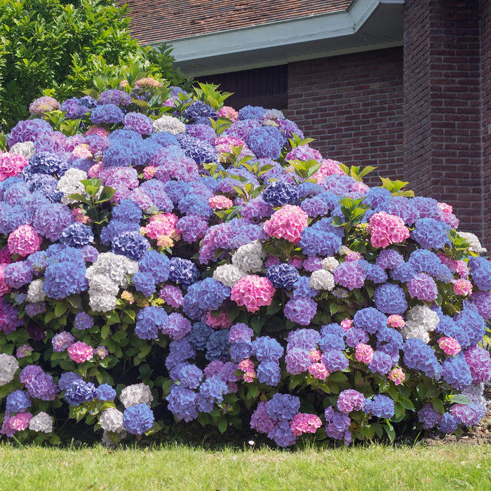 Hortensia "Hydrangea Macrophylla Blue", la Ghiveci de 30L, 100-120 cm