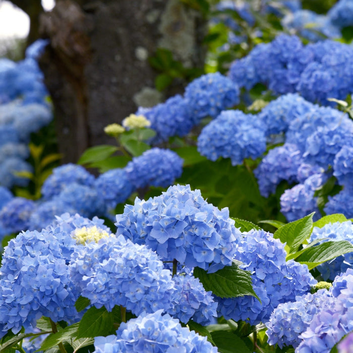 Hortensia Macrophylla "Bodensee" ,la ghiveci P9