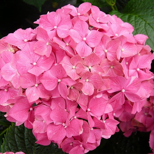 Hortensia Macrophylla, Roz ,la ghiveci P9