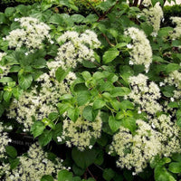 Hortensie Cățărătoare "Hydrangea Petiolaris"