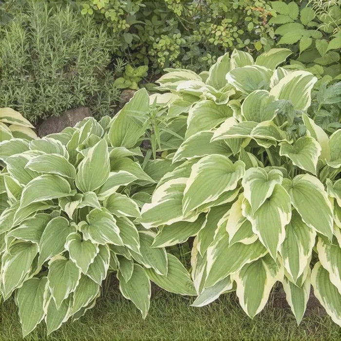 Hosta "Sieboldi", la Ghiveci, 1 Bucata