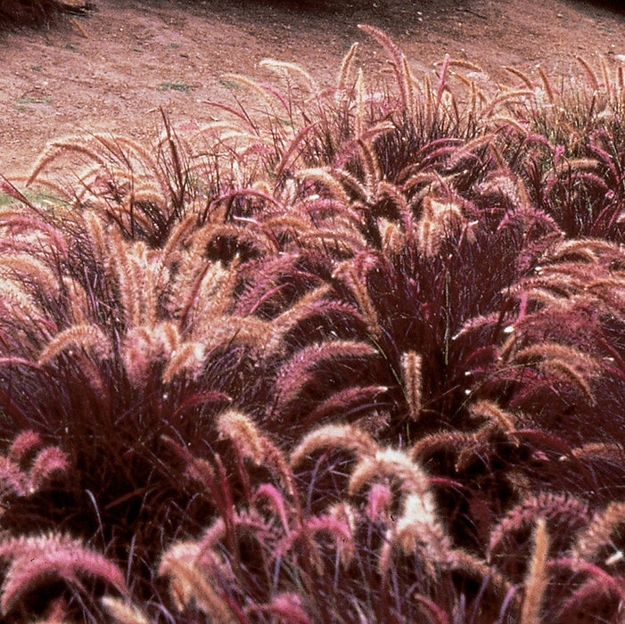 Iarba Chinezeasca Pennisetum Red,1 Bucata