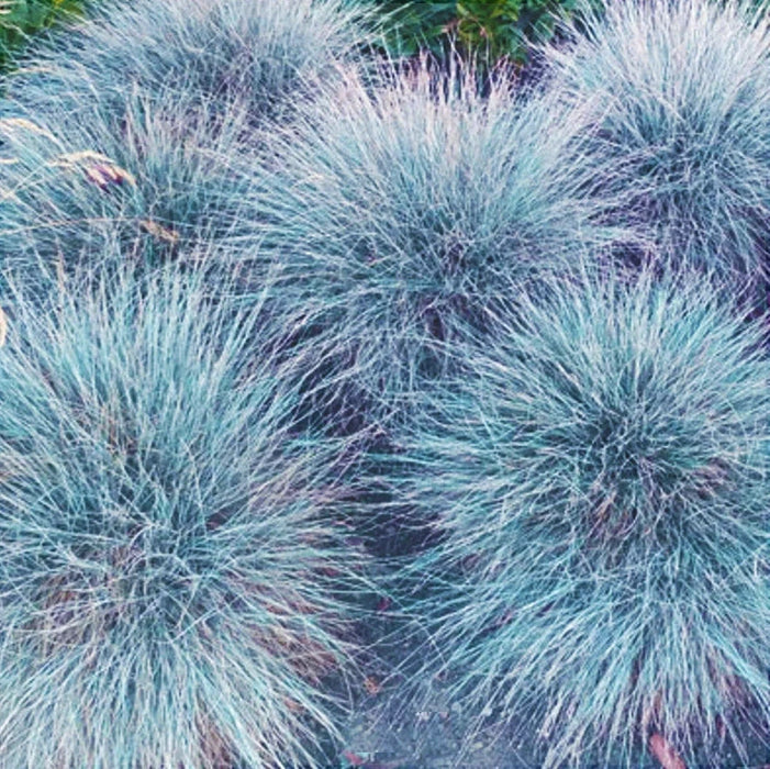 Iarba "Festuca Gleuca", Albastra 1 Bucata