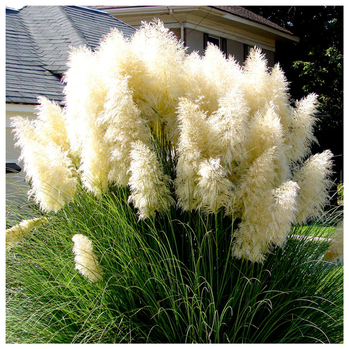 Iarba de Pampas "Cortaderia Pampas", Alb, la ghiveci P9