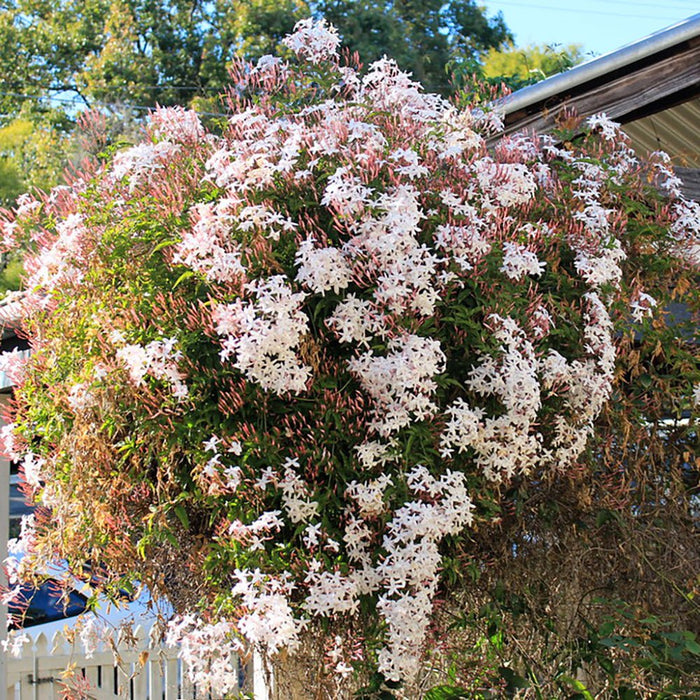Iasomie "Philadelphus Rosace" la Ghiveci, 1 Bucata