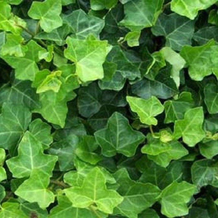 Iedera "Hibernica", la Ghiveci de 3L, 1 Bucata